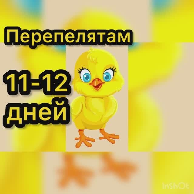 Перепелятам 11-12 дней