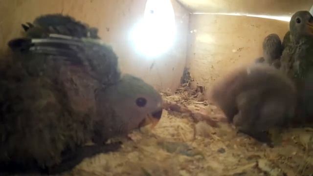 Неразлучники и их птенцы часть 1 смотреть онлайн