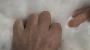 Кот диабетик  Измерение сахара, инсулин, питание