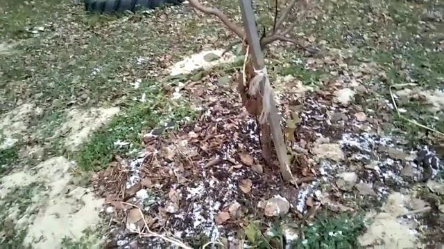 Планы на следующий год! Поздняя осень, многое ещё не сделано, но это уже в следующем году! смотреть онлайн