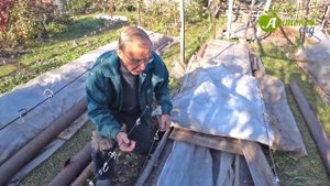 Как укрыть виноград на зиму. Советы от опытного виноградаря С.А. Пеганова