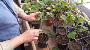 Начала формировать королевскую  пеларгонию на штамбе.