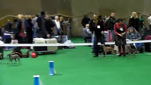 Stolitsa-2011, IG Specialty Show, Best Female смотреть онлайн