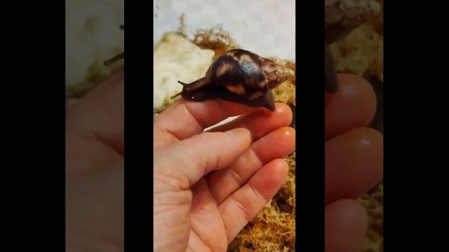 Как растут улитята от 0 - 6 месяцев. #ахатины #улитки #африканскаяулитка #ахатинафулика смотреть онлайн