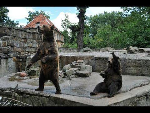 Зоопарк в Калининграде смотреть онлайн