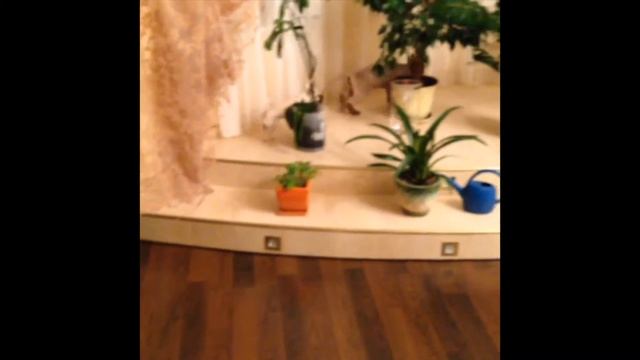 Чихуахуа атакует смотреть онлайн