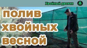 Когда начинать поливать хвойные растения после зимы.