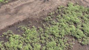 Всходы сидерата фацелия вполне нормальные