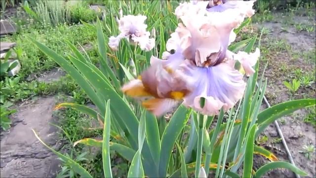 Ирисы бородатые для начинающих цветоводов. Что необходимо знать?