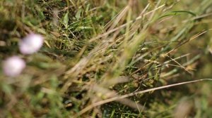 Волшебная Картинка за Копейки TTArtisan 50mm f1.4 Tilt Обзор