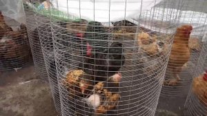 Ярмарка сельскохозяйственной птицы  г.Орел.