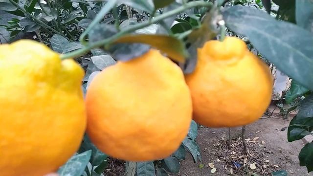 Ранние сорта мандаринов смотреть онлайн