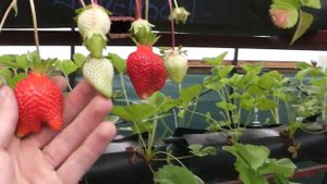 ПИРАМИДА ДЛЯ КЛУБНИКИ "СТОИТ ЛИ ЗАНИМАТЬСЯ?"