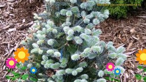 Пихта корейская Блю Мэджик. Краткий обзор, описание характеристик abies koreana Blue Magic