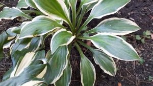 #дизайнсада #хоста / Хоста Еллоу Сплэш Рим ( лат. hosta Yellow Splash Rim)
