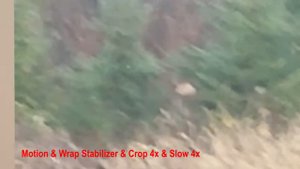 Снежный человек, снятый Анатолием Поповым VS Камыш на ветру обыкновенный!