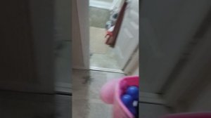 кот шлёпа готовит пельмени ???