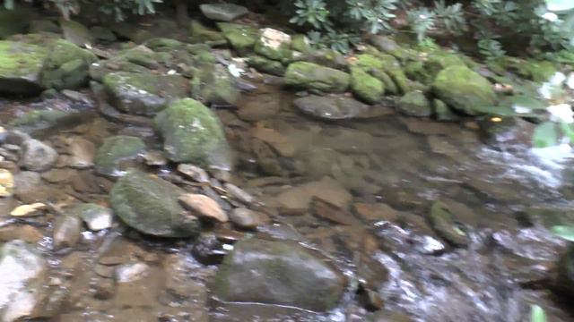White Rhododendron Blankets: Neils Creek, S.Toe River Road, Burnsville, North Carolina 7-4-15 смотреть онлайн