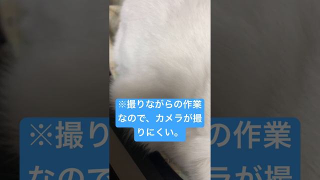 ※注）この動画は猫の目やにを取る動画です。 #高評価 #ショート #cat