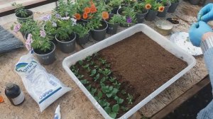 Черенкуем калибрахоа.  Болезни, вредители, говорим о выращивании.