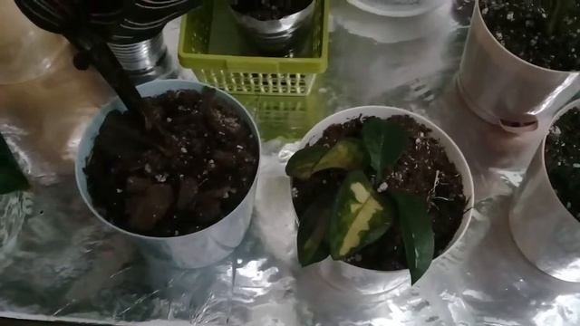 КОМНАТНЫЕ ЦВЕТЫ. СТОЛИК ДЛЯ ЦВЕТОВ. смотреть онлайн