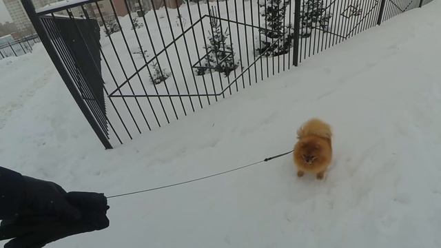 Щенкам шпица 9 месяцев. Рыжулька, Певунья, Крепыш, Малыш. Хитрая шпиц Бэлла