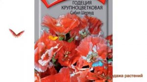 Годеция крупноцветковая Сибил Шервуд ? обзор: как сажать, семена годеции Сибил Шервуд