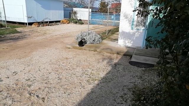 ДОМ НА ЮГЕ , Новые шторы в курятнике, Разметили участок под строительство
