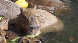 Большой, самый дружелюбный и невозмутимый зверь! Как звучит капибара