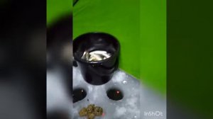 Зимняя рыбалка!Вобла прет оз.Ташиткуль Казахстан