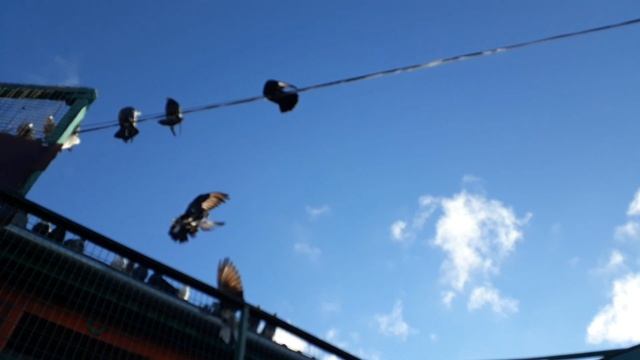 Голуби. Мурые, крымаки,белые. 2 января. Ветер 15-25 пришло СМС. смотреть онлайн