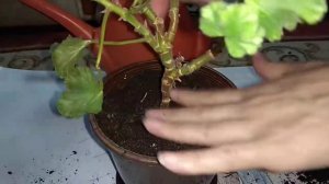 Королевская Пеларгония. Пересадка. Я знаю как это надо делать! Видео