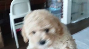 Видео пушончика для авито