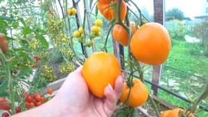 Томат Желтые печеньки