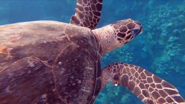 Deva Premal - Gayatri Mantra смотреть онлайн