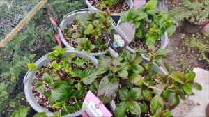 Гортензия крупнолистная🌺 Затяжные дожди🌺Чем кормлю?🌺10.09.2023