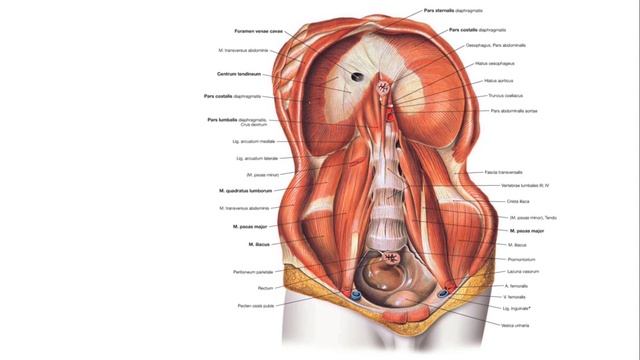08. Abdominal Pelvic Abdominal Walls And Inguinal Canal