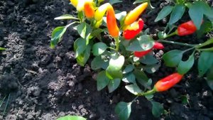 Кармен, комнатный декоративный острый перец.