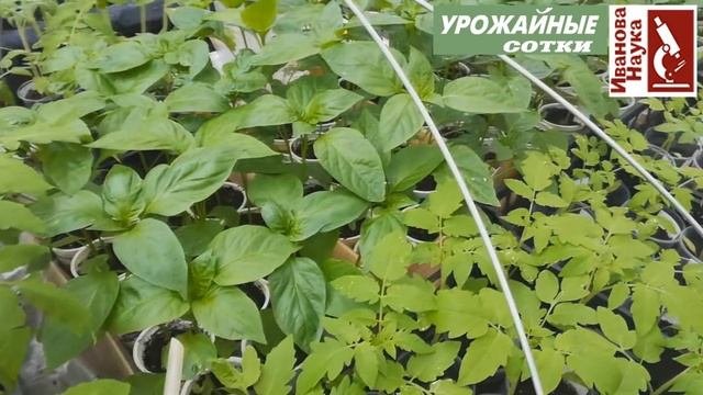 ТАКОЙ способ не позволит вашей рассаде СЛОМАТЬСЯ! Везем и высаживаем рассаду безопасно!