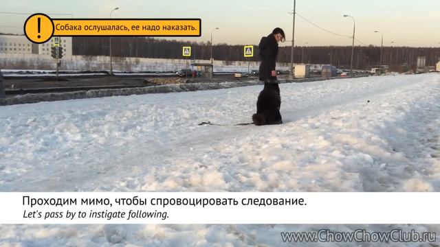 Чау-Чау возвращается и ждет / Chow Chow waiting and returning смотреть онлайн