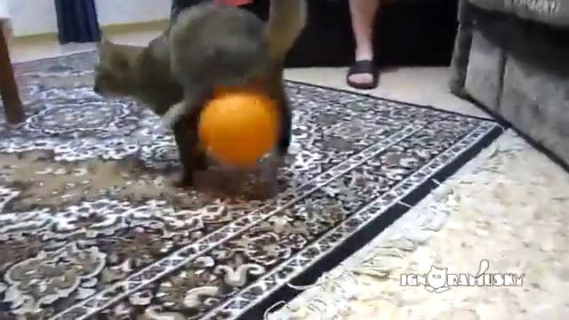 кот и шарик магнит смотреть онлайн