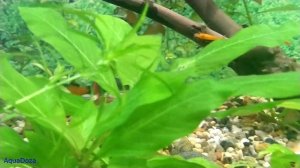 Меченосцы совместимость с другими рыбами.