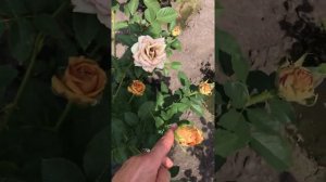 Роза Тоффи