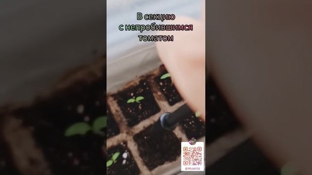 Мимоза стыдливая - проращивание из семечки смотреть онлайн