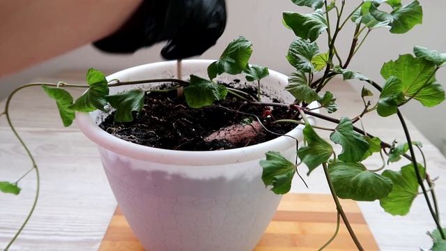 Обязательно выращивайте этот ОВОЩ - это ПРОСТО и НЕОБЫЧНО смотреть онлайн