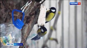 Как правильно кормить птиц? Советы костромских орнитологов