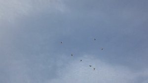 Полёт голубей гривунов