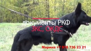 Элитные щенки немецкой овчарки ЧЕРНЫЕ