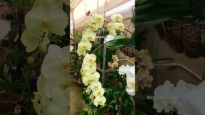 Phalaenopsis Norman’s Jade ‘Green Apple’