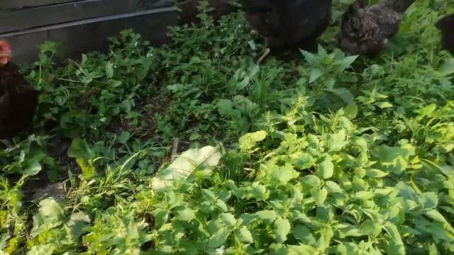 Что у нас случилось за прошедший месяц.  Кого мы приобрели?  Часть 2